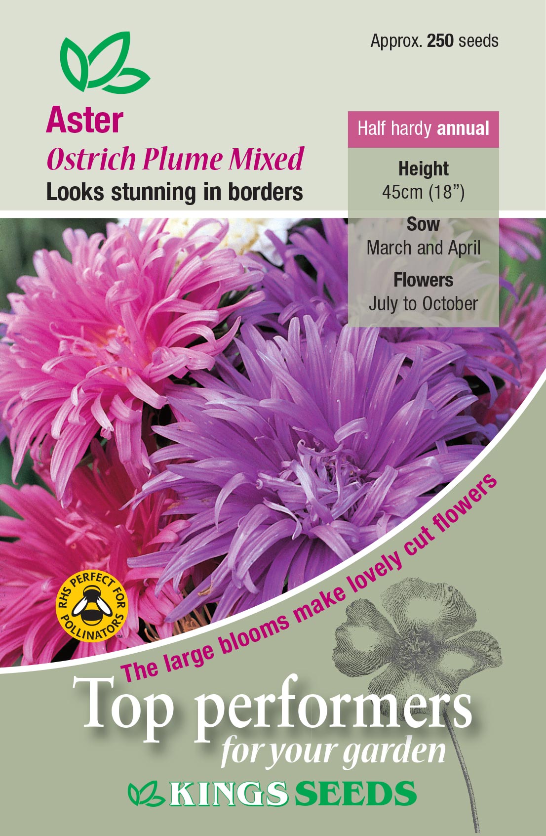 Aster Ostrich Plume Mixed - Mill Race Garden Centre