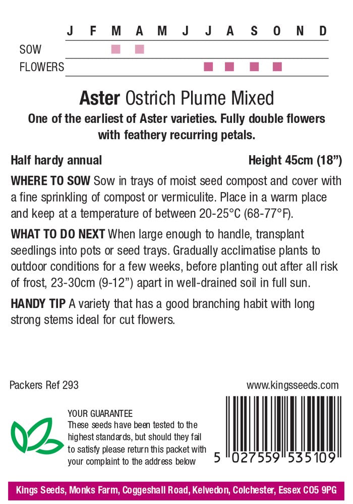 Aster Ostrich Plume Mixed - Mill Race Garden Centre