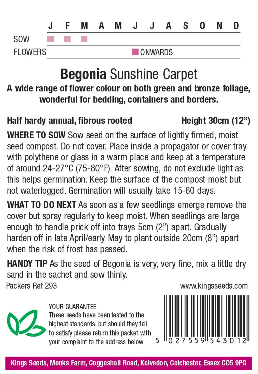 Begonia Sunshine Carpet by Kings Seeds - Mill Race Garden Centre