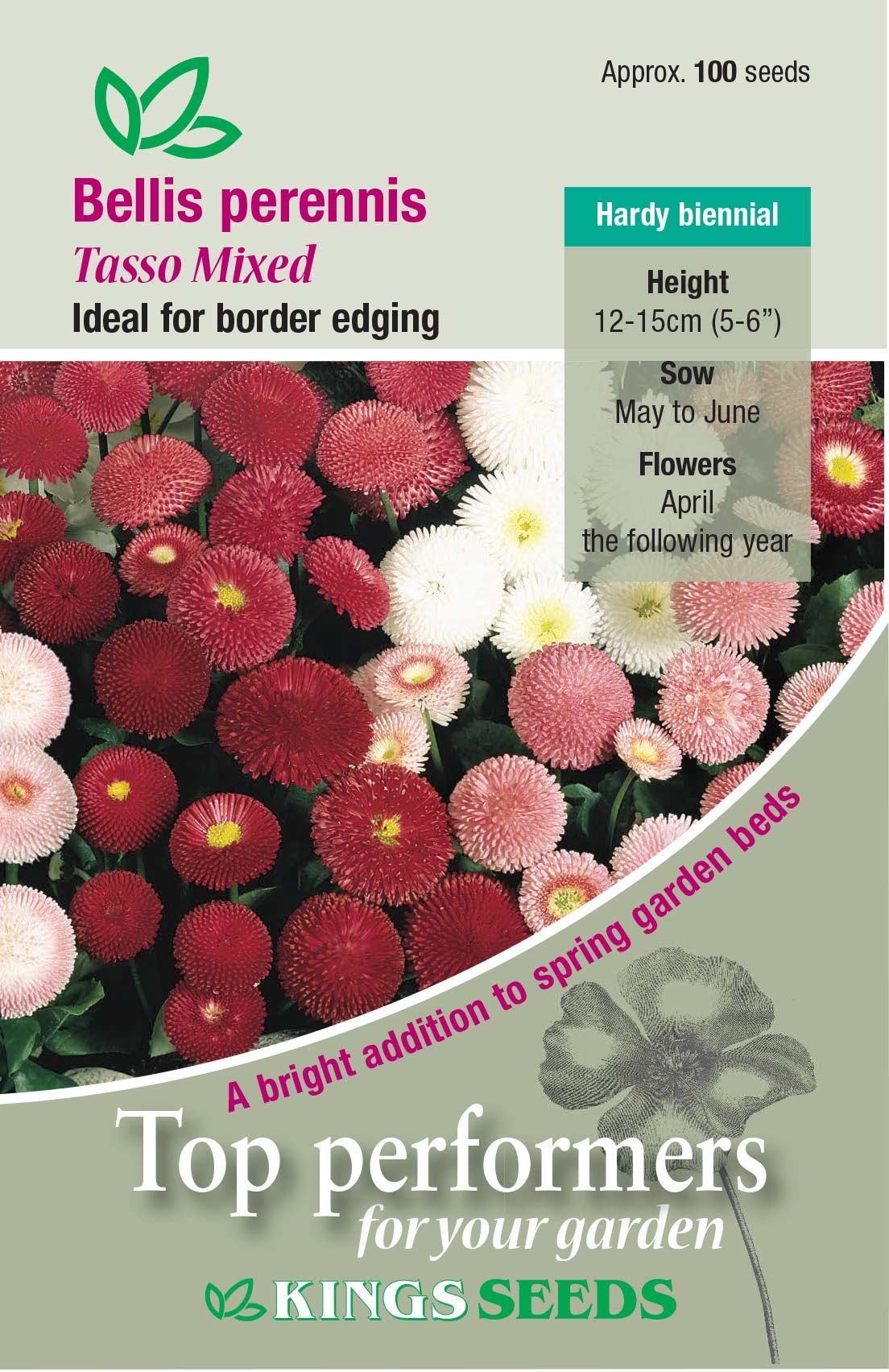 Bellis Perenniis Tasso Mixed by Kings Seeds - Mill Race Garden Centre