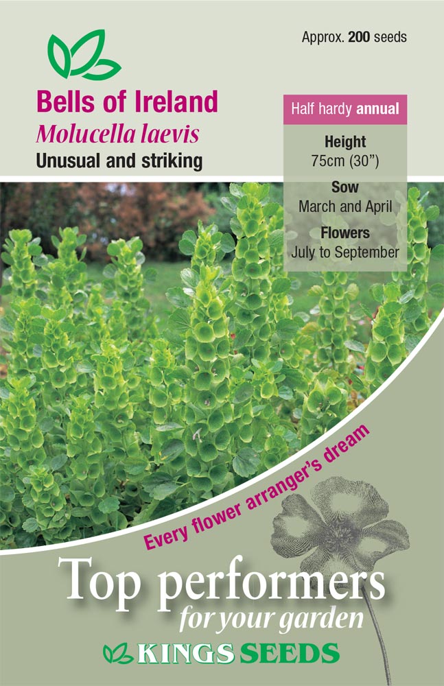 Bells Of Ireland Molucella Laevis by Kings Seeds - Mill Race Garden Centre