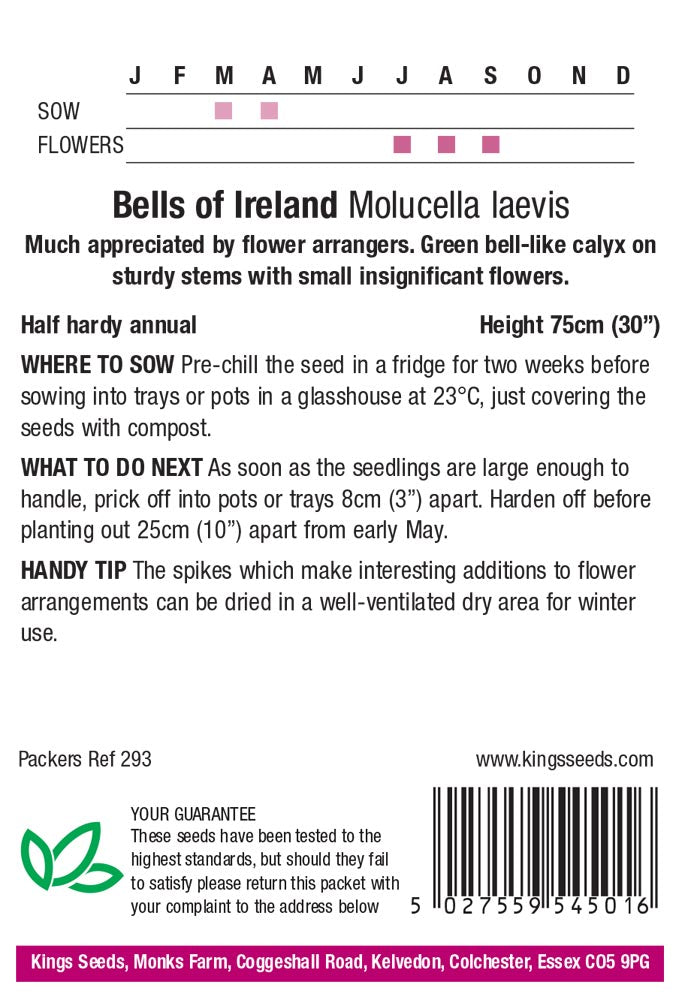 Bells Of Ireland Molucella Laevis by Kings Seeds - Mill Race Garden Centre