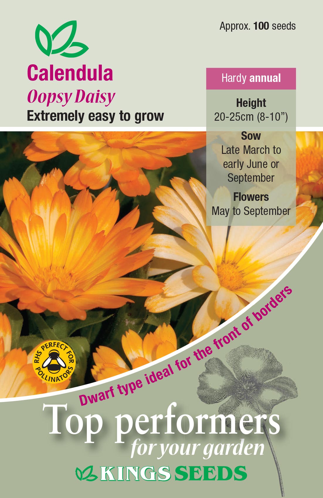 Calendula Oopsy Daisy by Kings Seeds - Mill Race Garden Centre