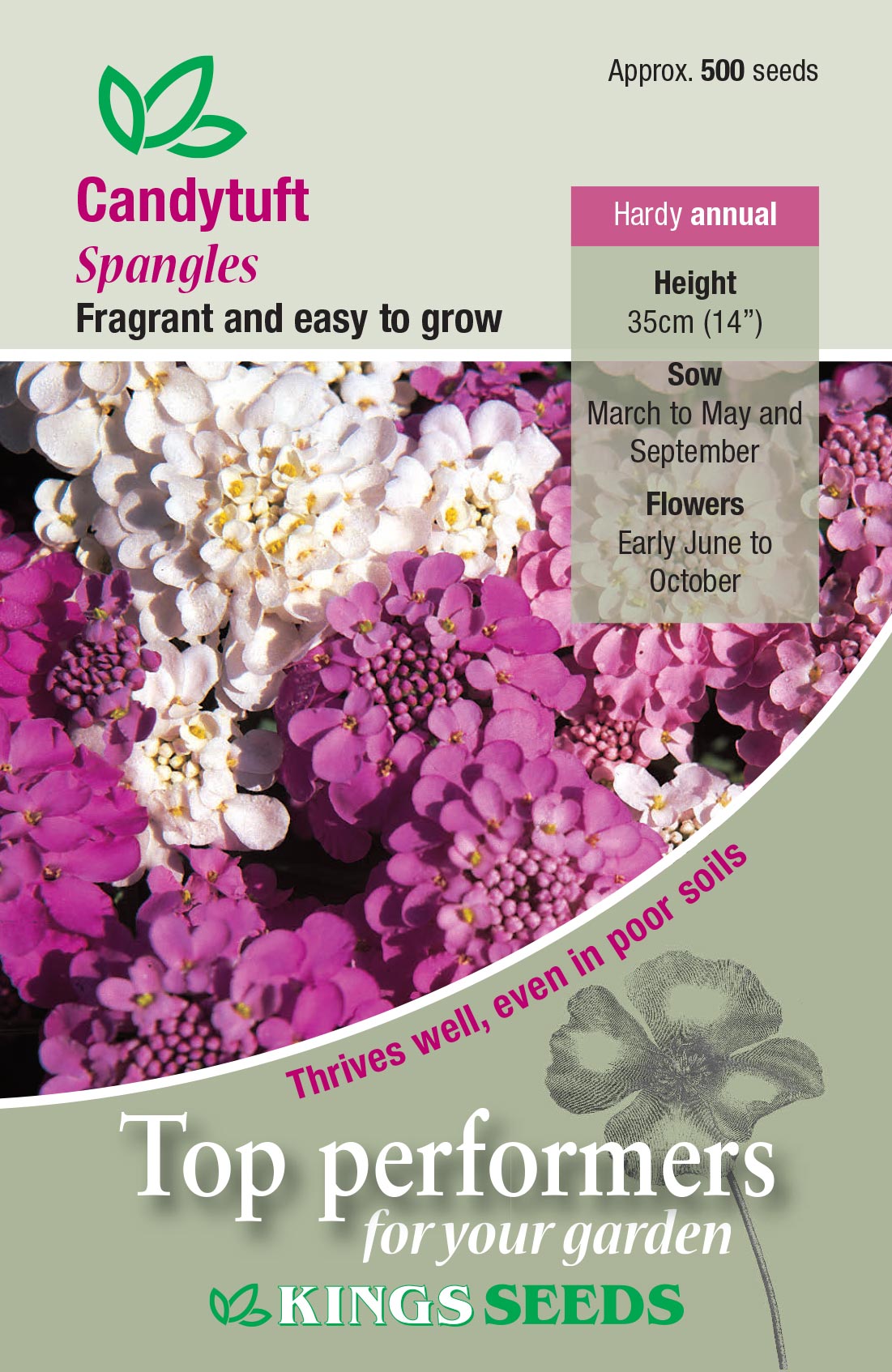 Candytuft Spangles by Kings Seeds - Mill Race Garden Centre