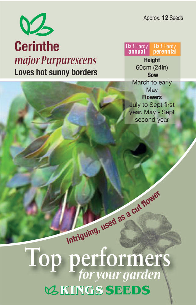 Cerinthe Major Purpurescens by Kings Seeds - Mill Race Garden Centre
