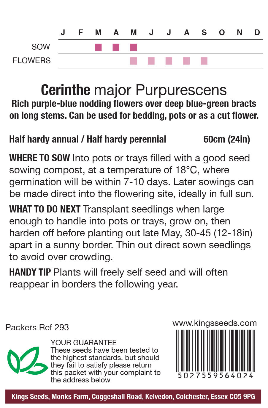 Cerinthe Major Purpurescens by Kings Seeds - Mill Race Garden Centre