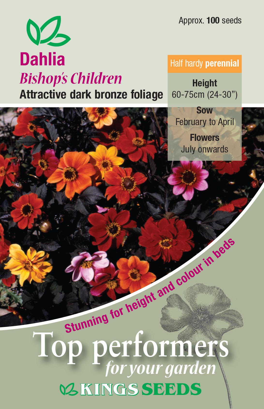 Dahlia Bishops Children - Mill Race Garden Centre