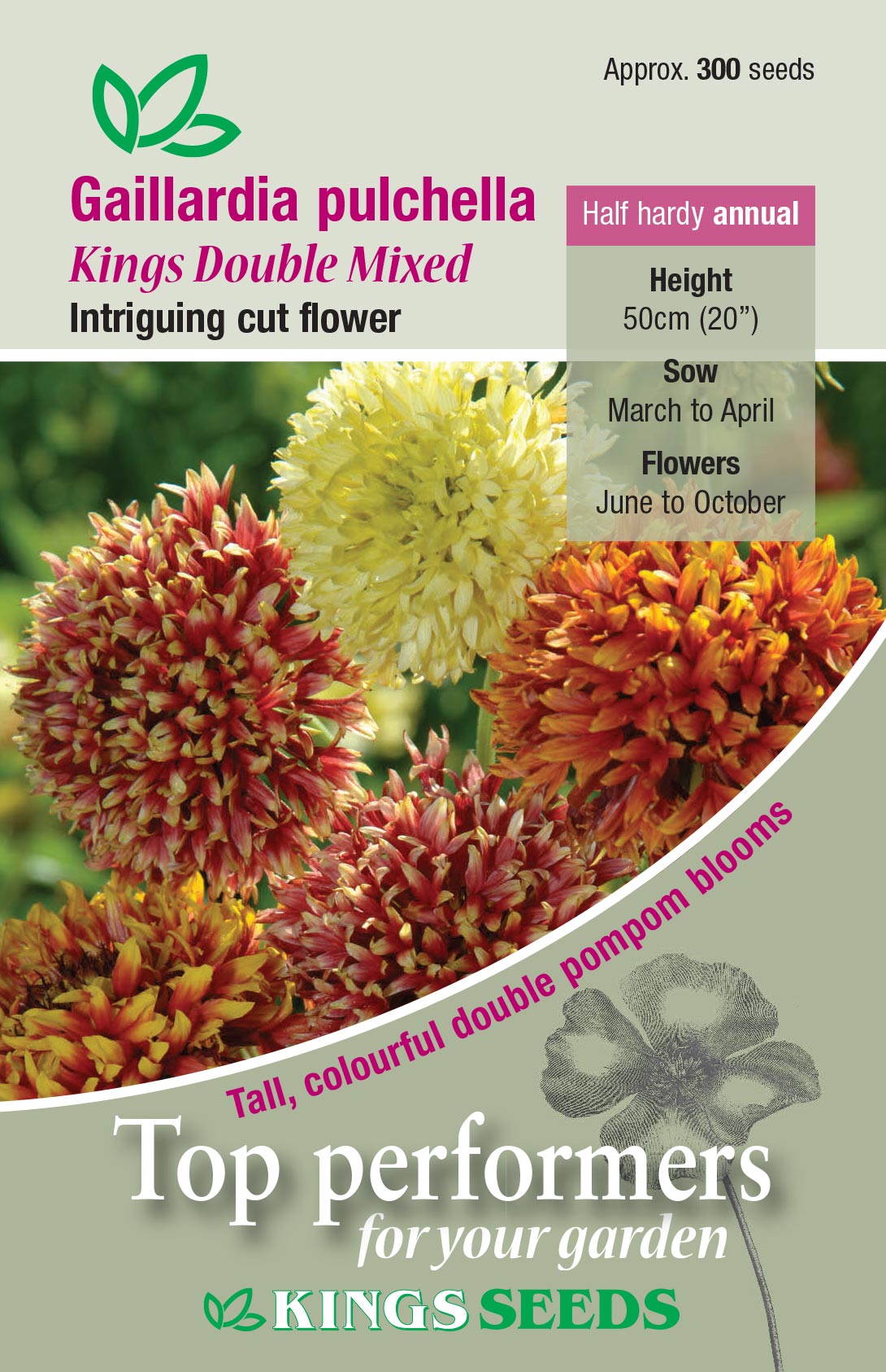 Gaillardia Kings Double Mix by Kings Seeds - Mill Race Garden Centre