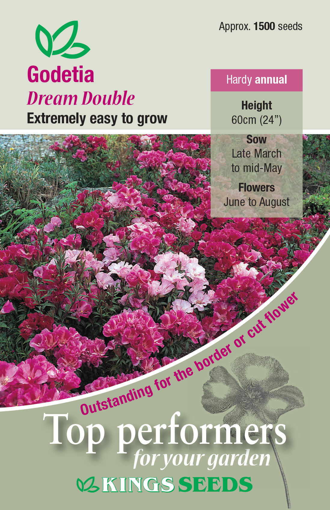 Godetia Dream Double Mixed by Kings Seeds - Mill Race Garden Centre