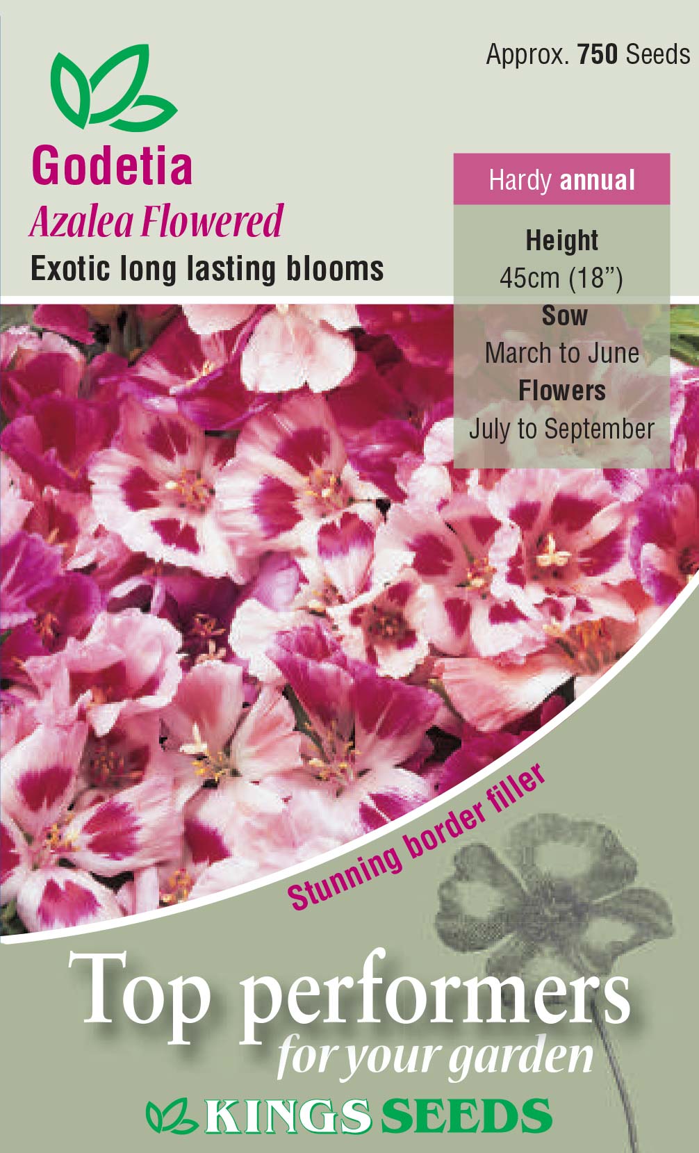 Godetia Azalea Flowered - Mill Race Garden Centre