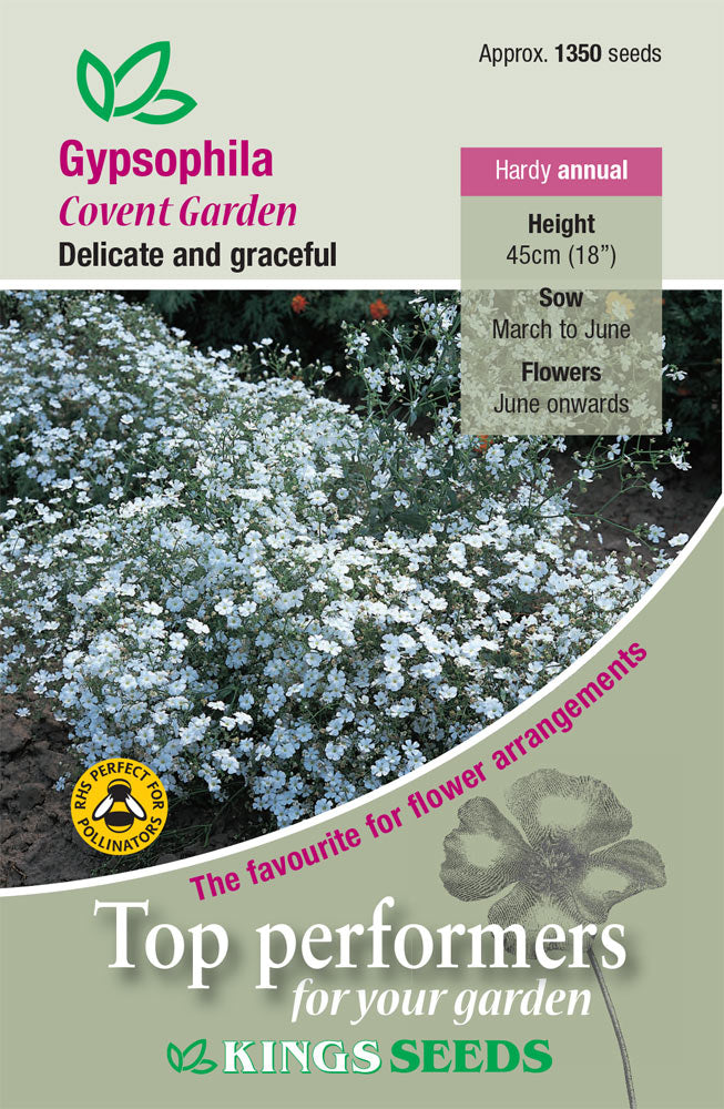 Gypsophila Muralis Covent Garden by Kings Seeds - Mill Race Garden Centre
