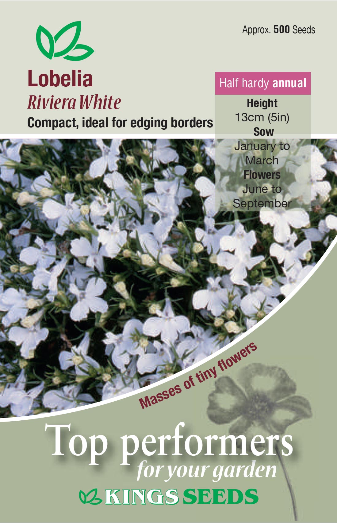 Lobelia Riviera White by Kings Seeds - Mill Race Garden Centre