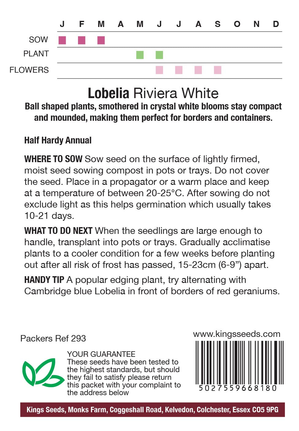 Lobelia Riviera White by Kings Seeds - Mill Race Garden Centre