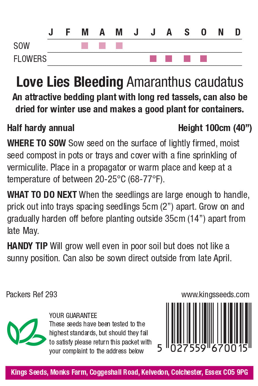 Love Lies Bleeding by Kings Seeds - Mill Race Garden Centre