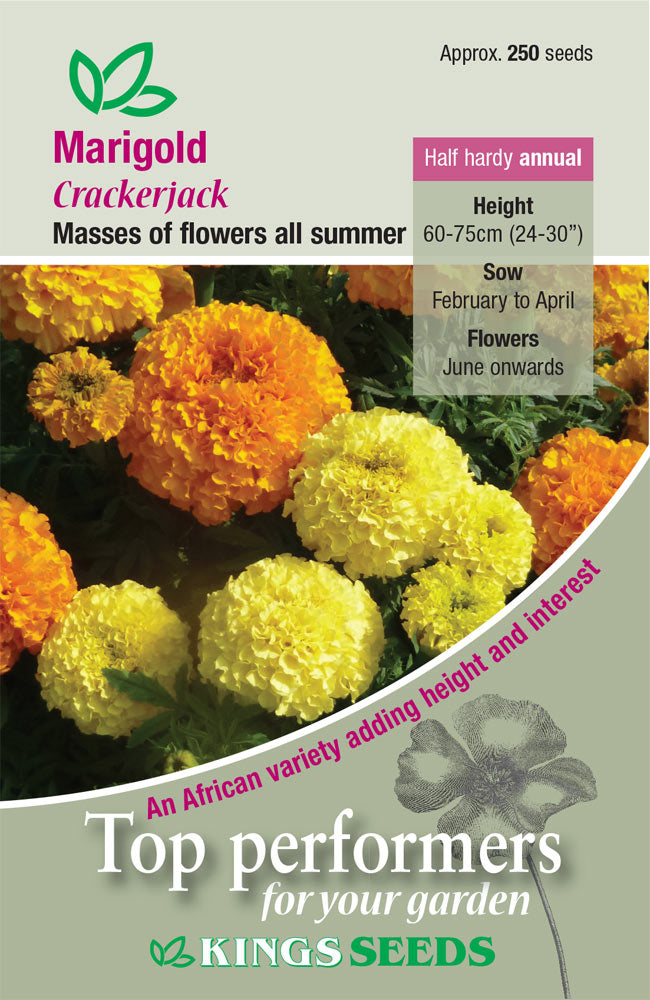 Marigold African Crackerjack by Kings Seeds - Mill Race Garden Centre