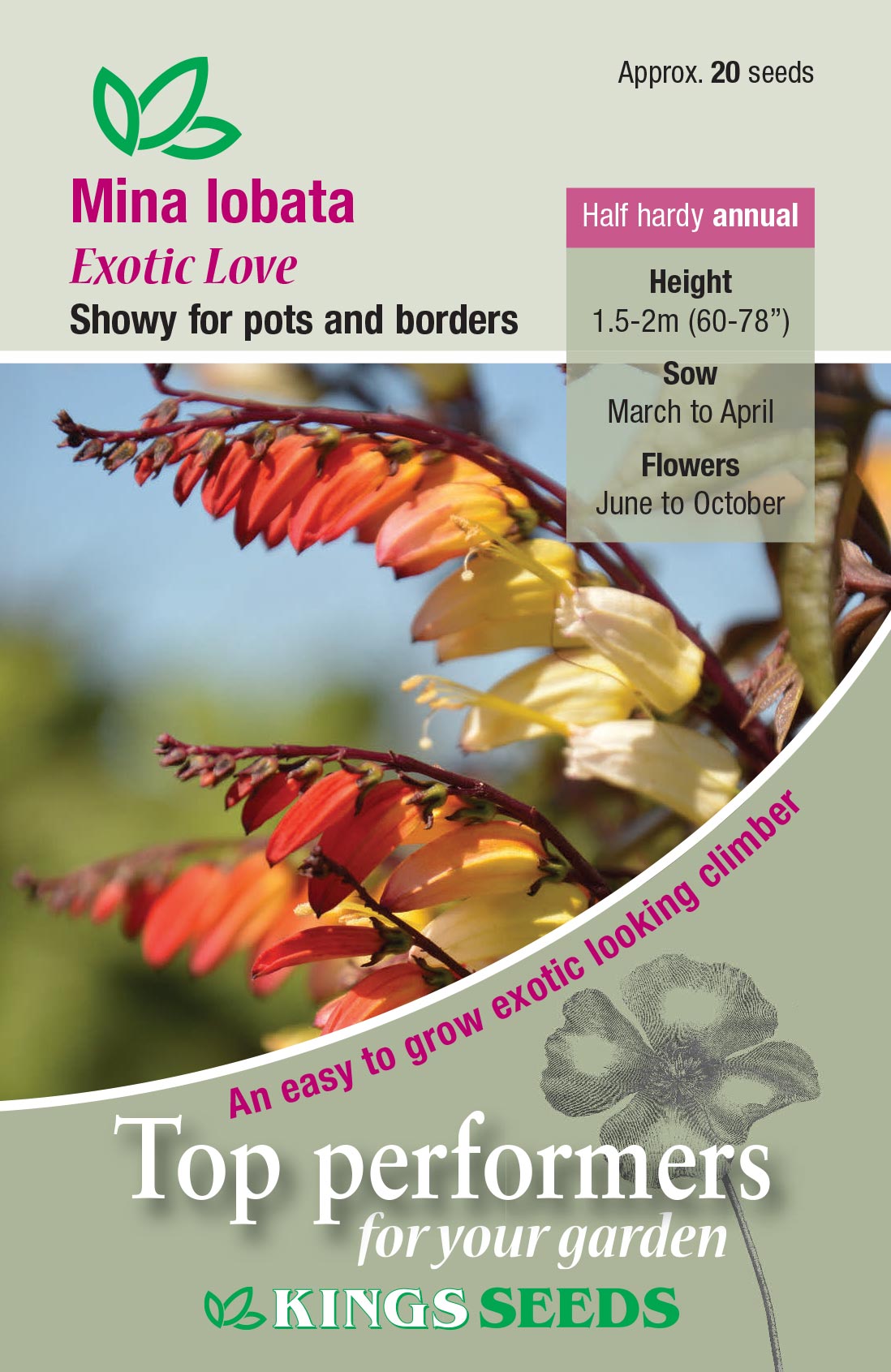Mina Lobata Exotic Love by Kings Seeds - Mill Race Garden Centre