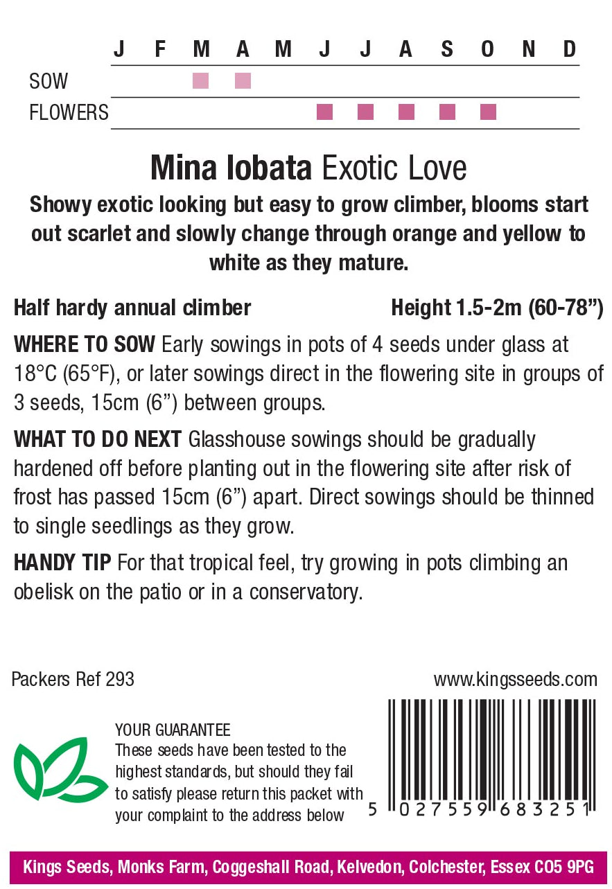 Mina Lobata Exotic Love by Kings Seeds - Mill Race Garden Centre