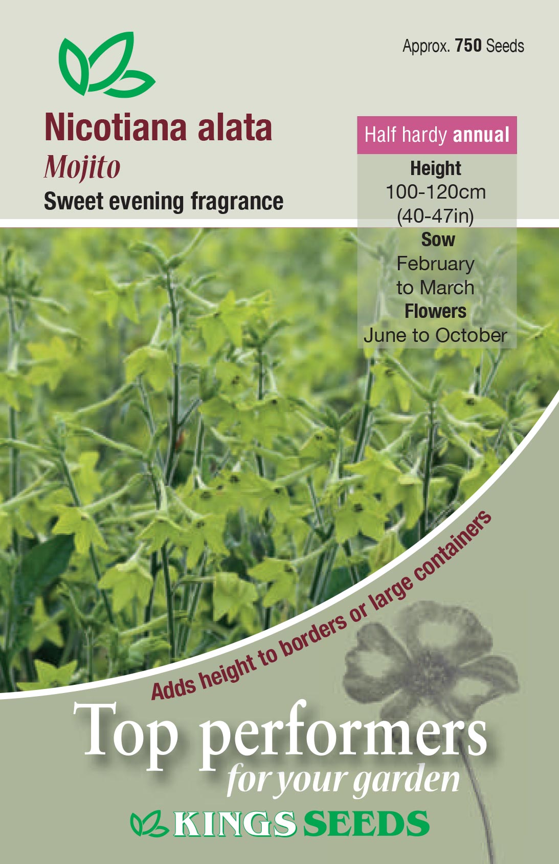 Nicotiana Alata Mojito by Kings Seeds - Mill Race Garden Centre