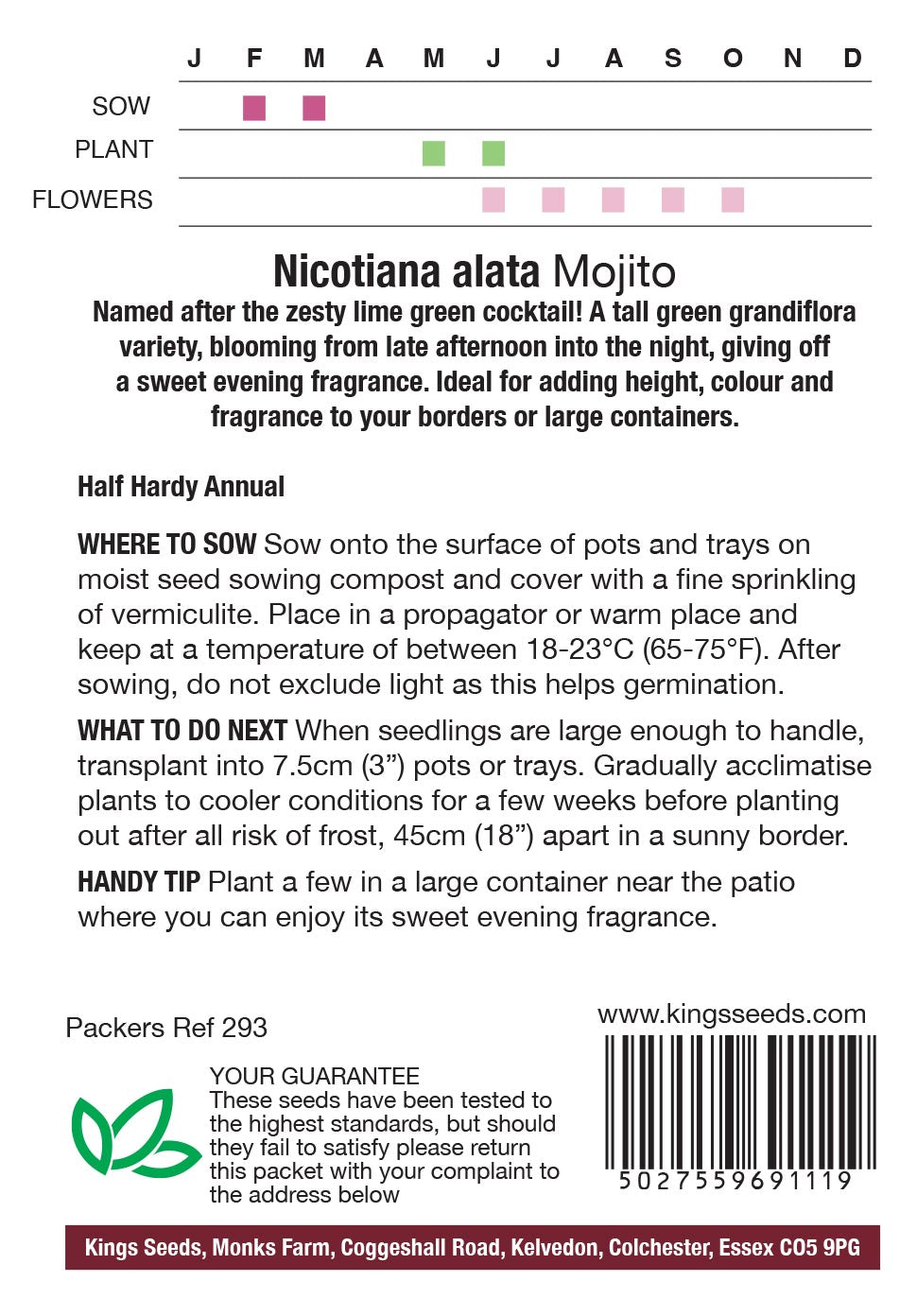 Nicotiana Alata Mojito by Kings Seeds - Mill Race Garden Centre