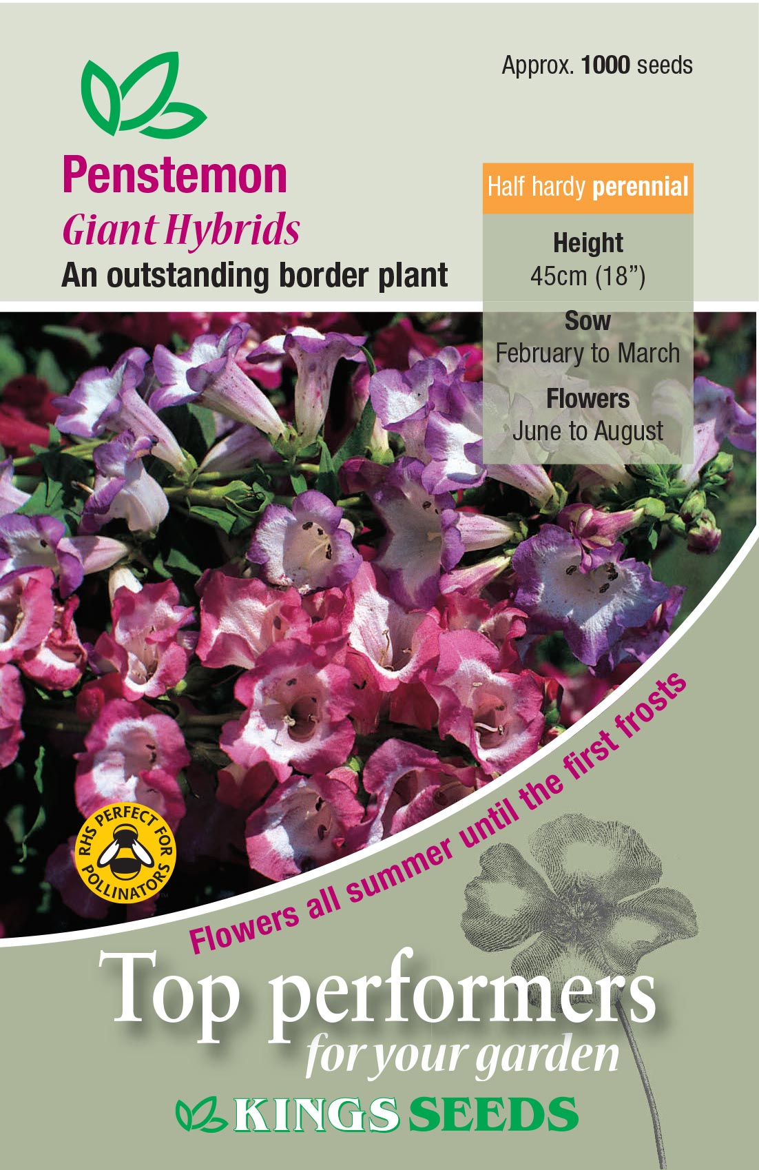 Penstemon Giant Hybrids by Kings Seeds - Mill Race Garden Centre