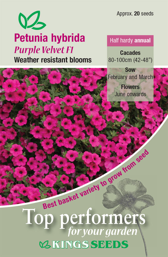 Petunia hybrida Purple Velvet F1 by Kings Seeds - Mill Race Garden Centre