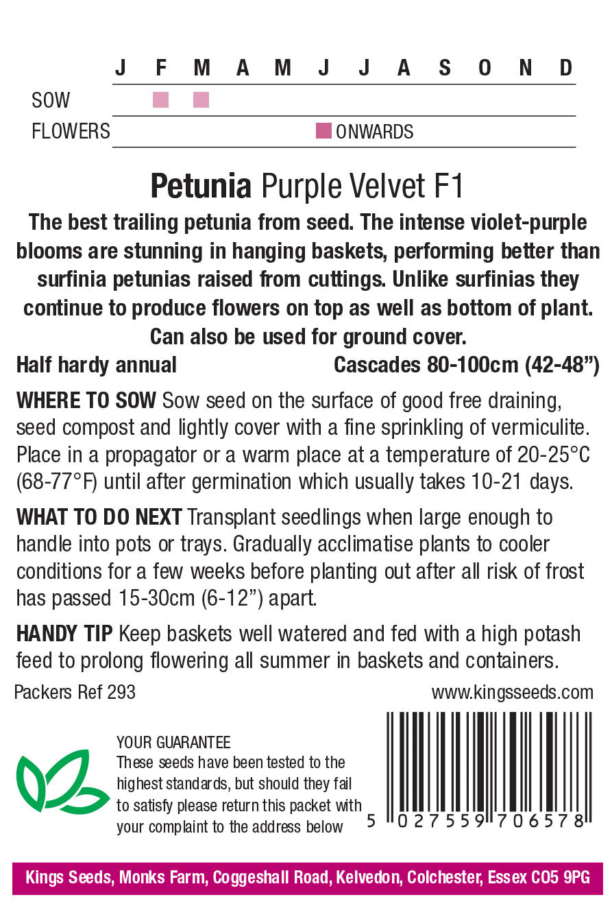Petunia hybrida Purple Velvet F1 by Kings Seeds - Mill Race Garden Centre