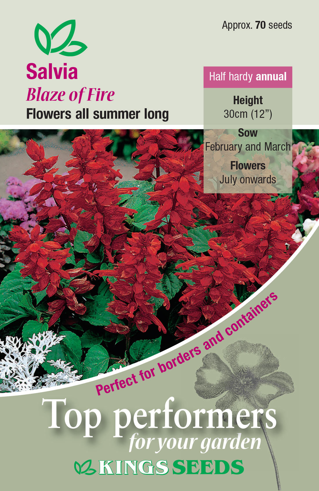 Kings Seeds Salvia Blaze of Fire - Mill Race Garden Centre