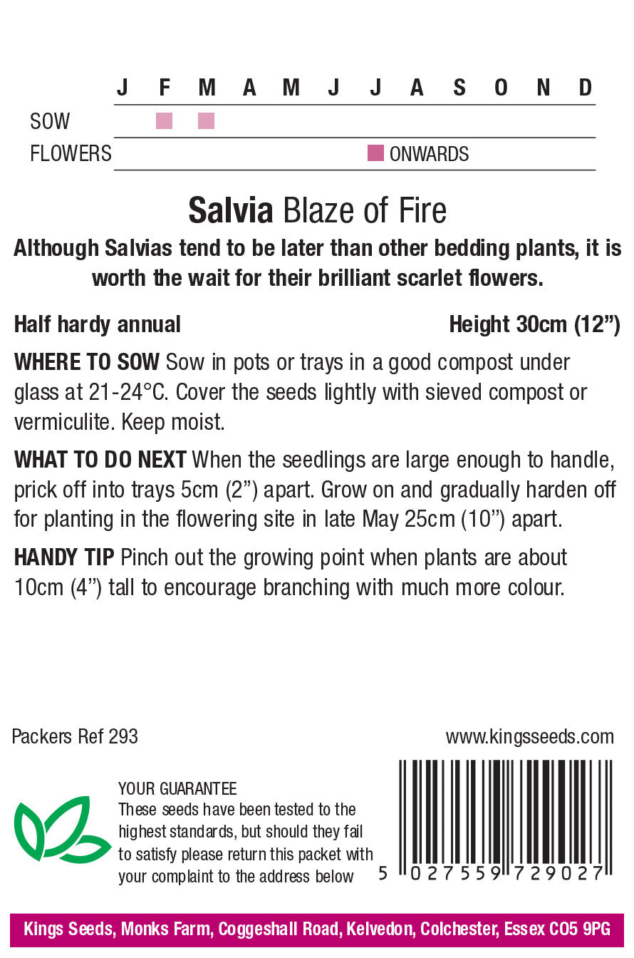 Kings Seeds Salvia Blaze of Fire - Mill Race Garden Centre