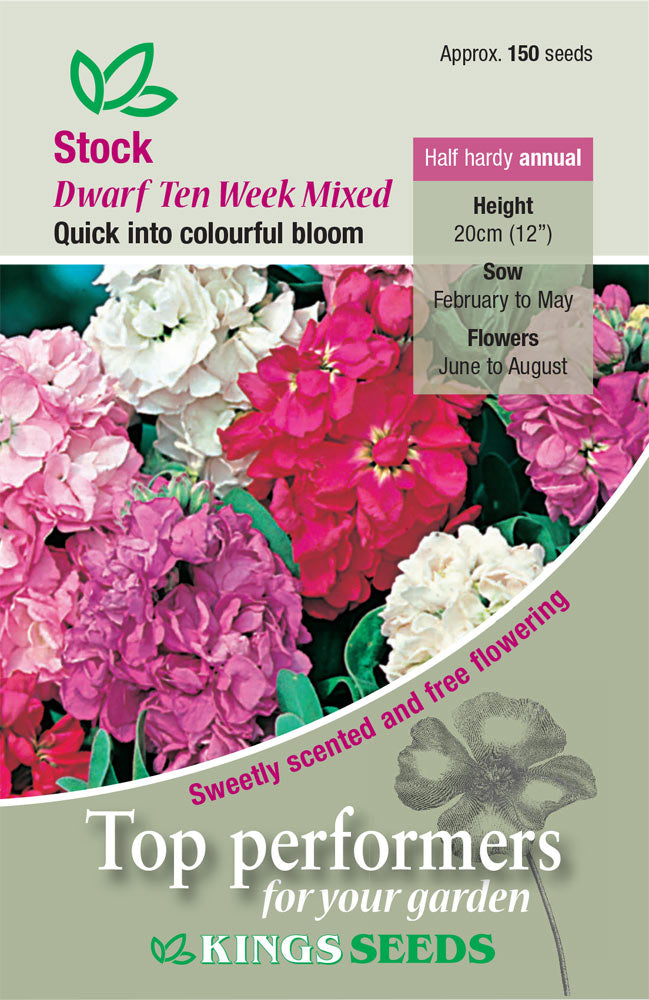 Stock Ten Week Dwarf Mixed - Mill Race Garden Centre