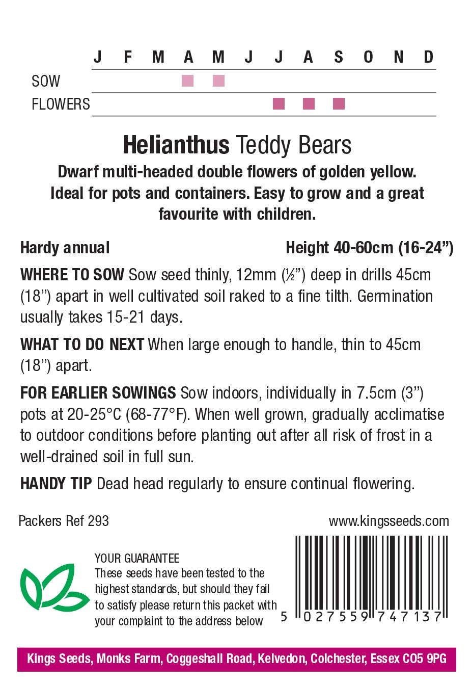 Sunflower Teddy Bears by Kings Seeds - Mill Race Garden Centre