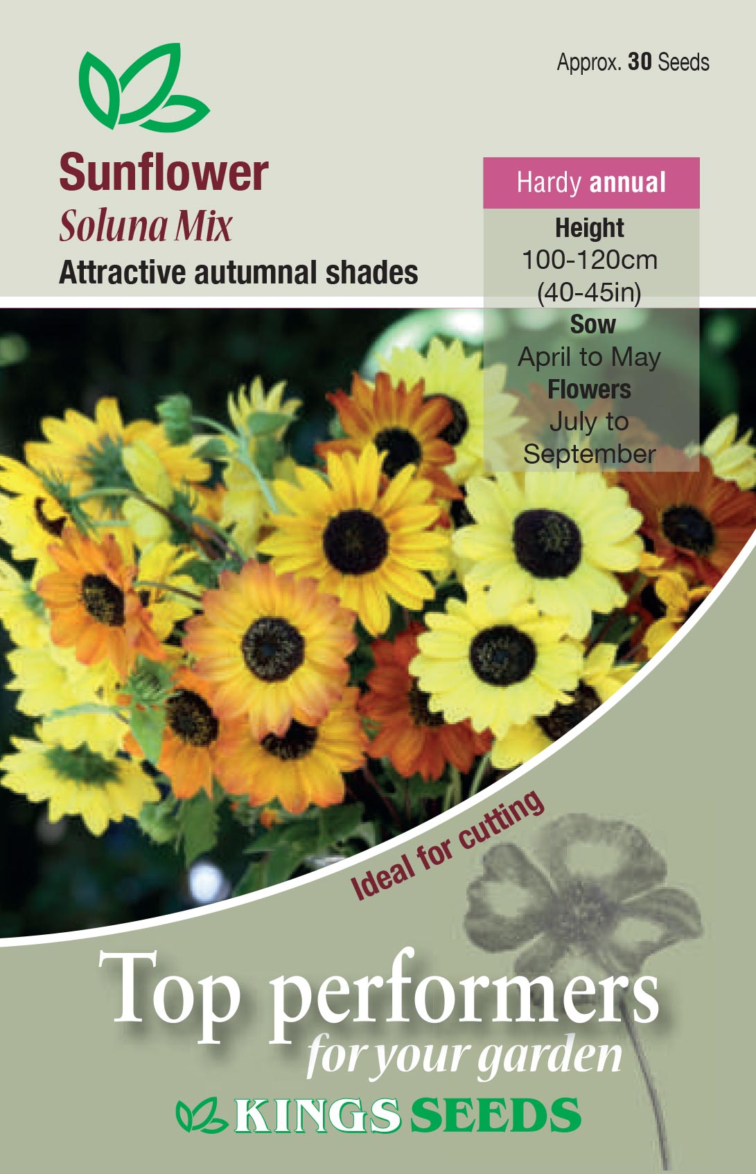 Sunflower Soluna Mix by Kings Seeds - Mill Race Garden Centre