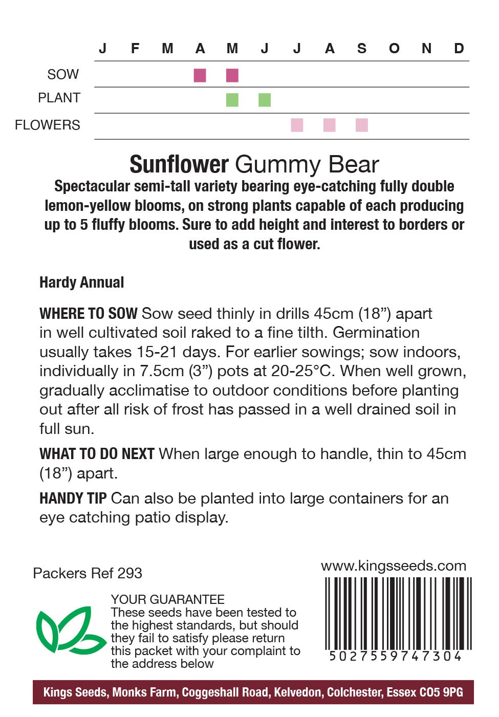 Sunflower Gummy Bear by Kings Seeds - Mill Race Garden Centre