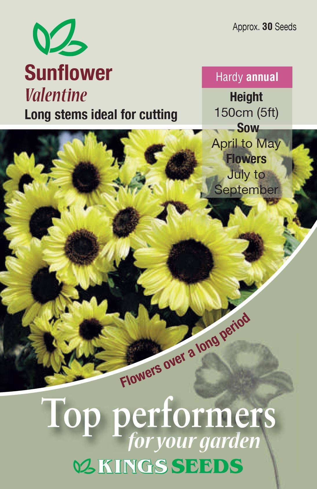 Sunflower Valentine by Kings Seeds - Mill Race Garden Centre