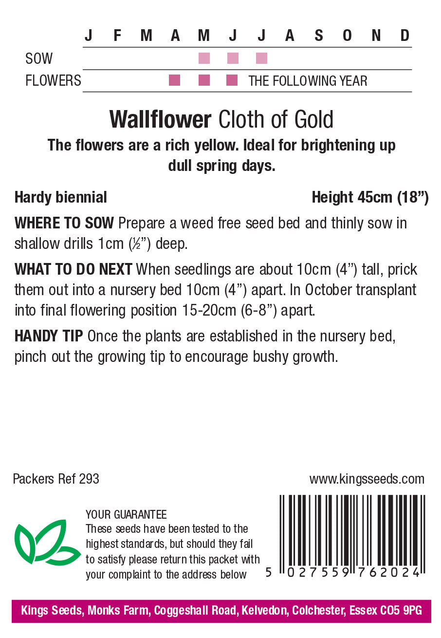 Wallflower Cloth Of Gold - Mill Race Garden Centre