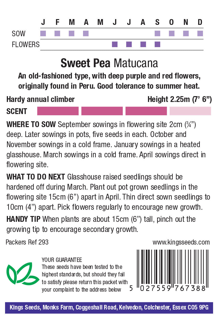 Sweet Pea Matucana - Mill Race Garden Centre