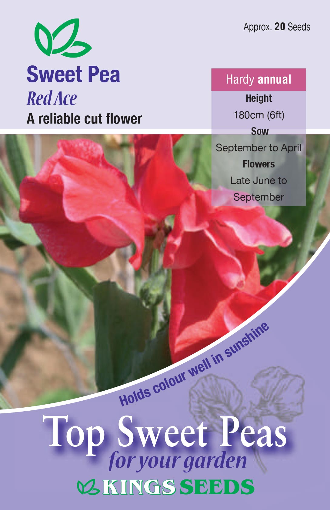Sweet Pea Red Ace by Kings Seeds - Mill Race Garden Centre