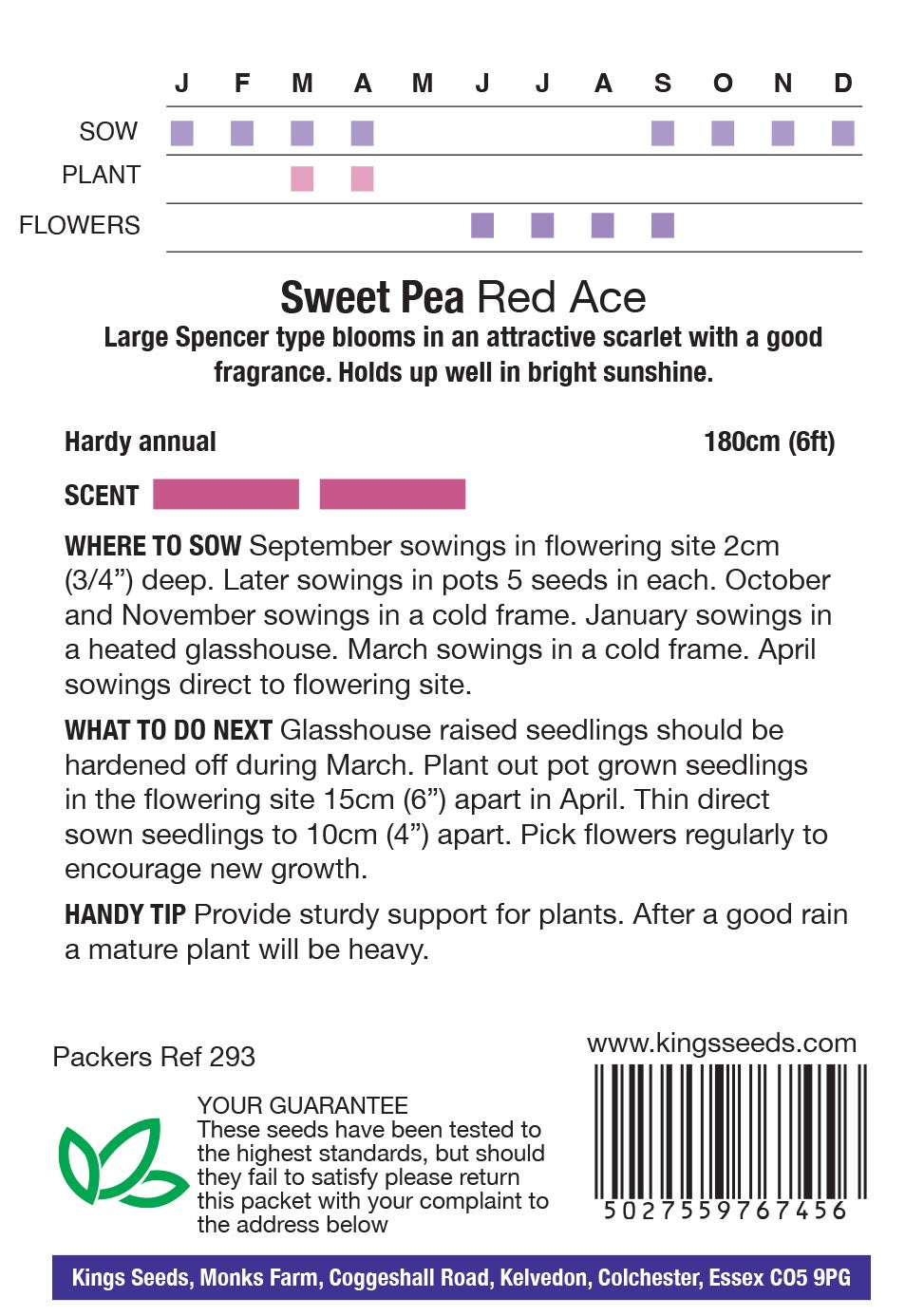 Sweet Pea Red Ace by Kings Seeds - Mill Race Garden Centre