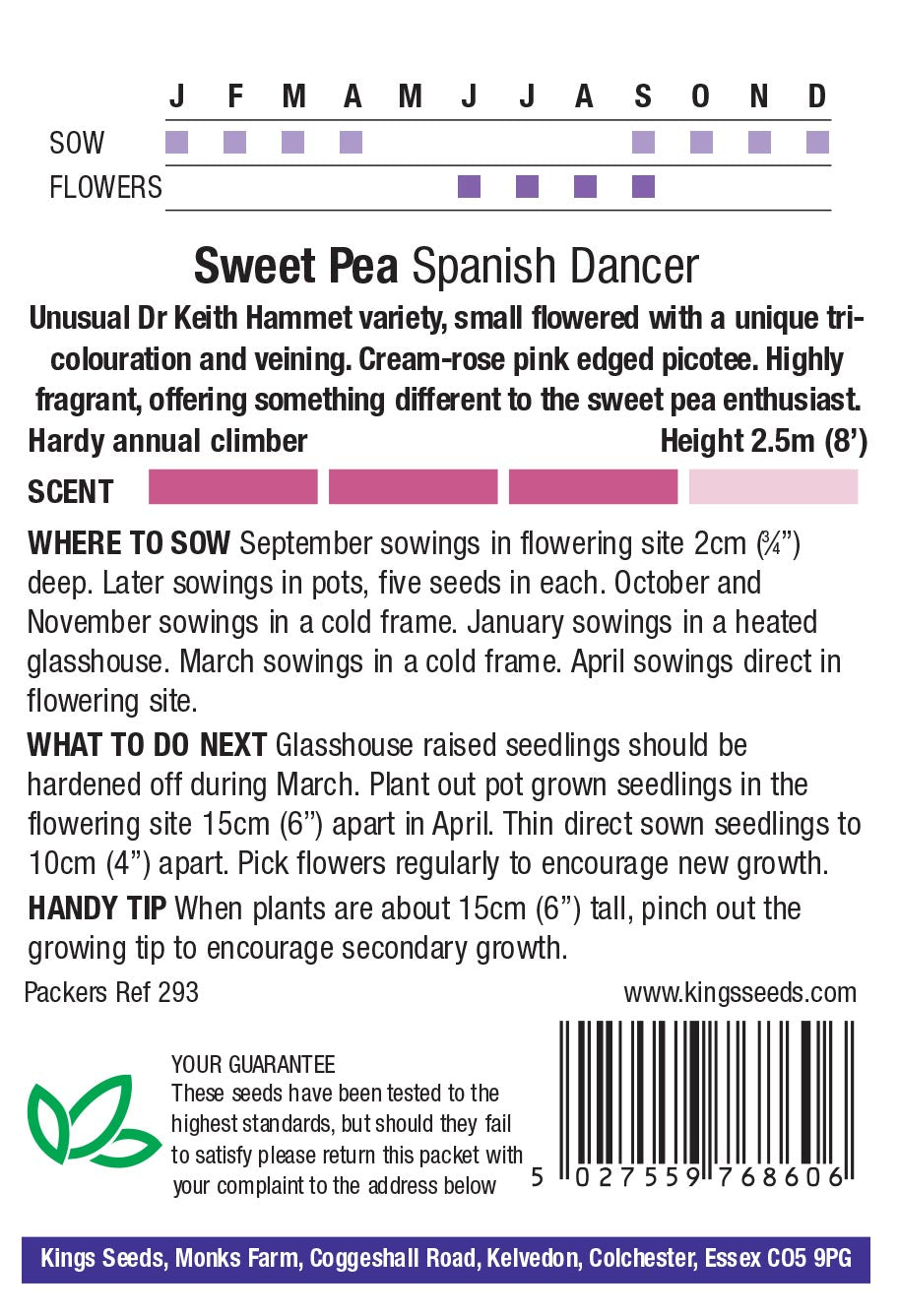 Sweet Pea Spanish Dancer by Kings Seeds - Mill Race Garden Centre