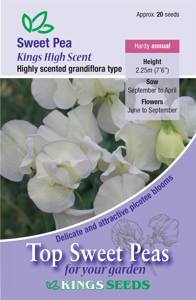 Sweet Pea Kings High Scent flower by E.W. King & Co. Ltd., showing vibrant pink and purple blossoms with lush green foliage.