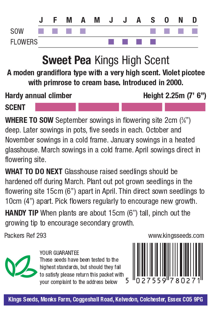 Sweet Pea Kings High Scent flower by Kings Seeds, showing vibrant pink and purple blossoms with lush green foliage.