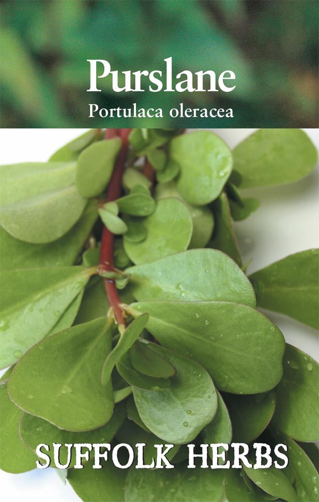 Purslane Green - Mill Race Garden Centre