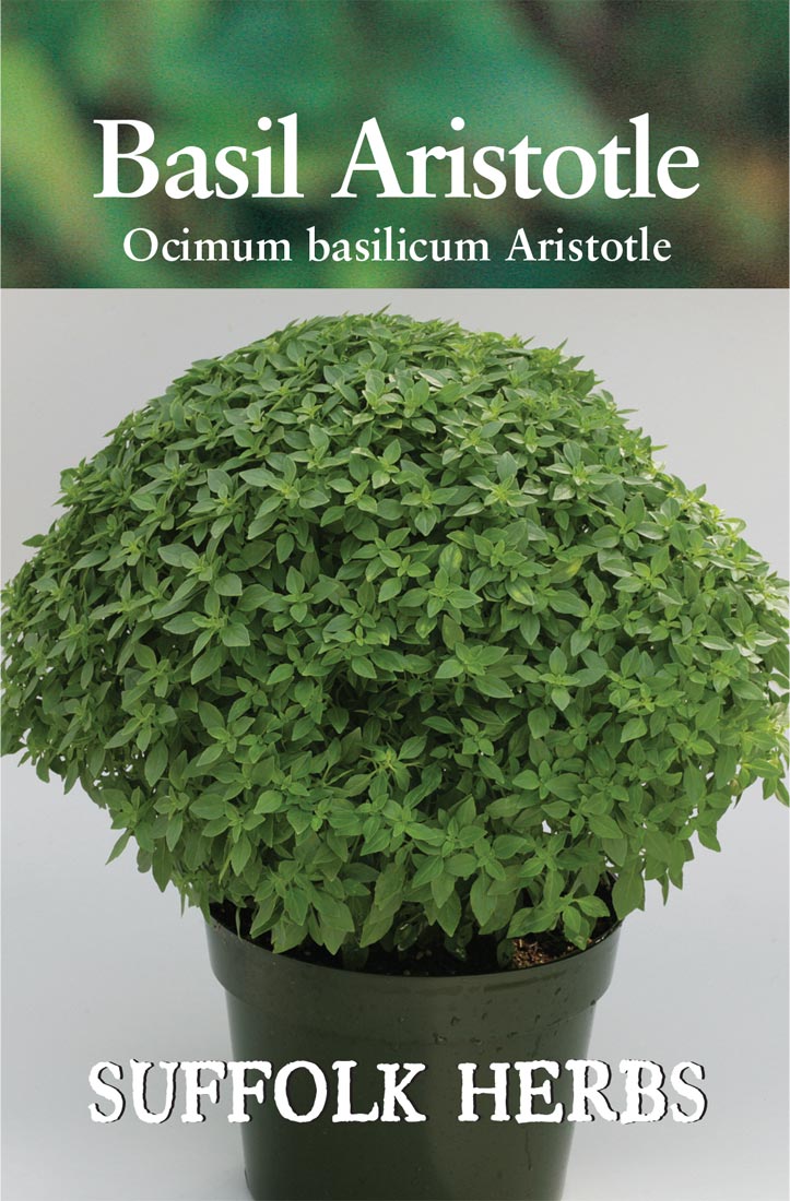 Herb Basil Aristotle - Mill Race Garden Centre