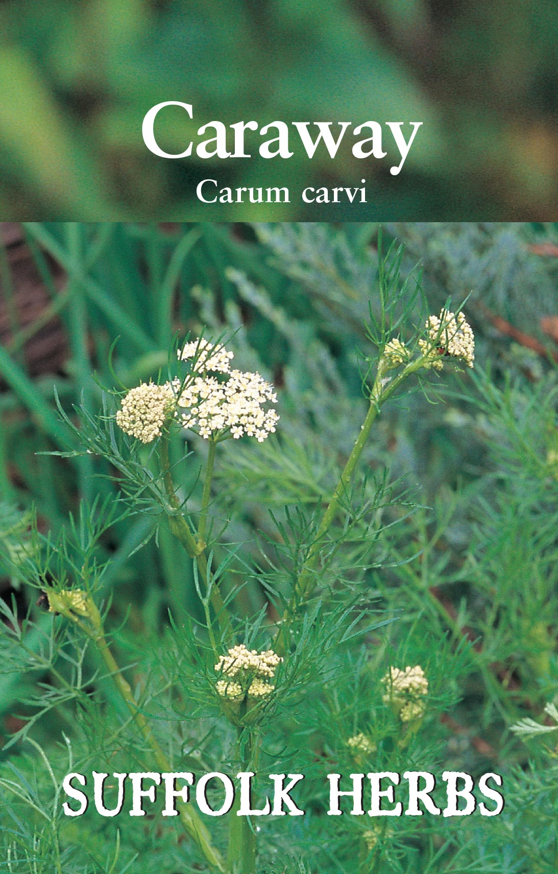Caraway - Mill Race Garden Centre