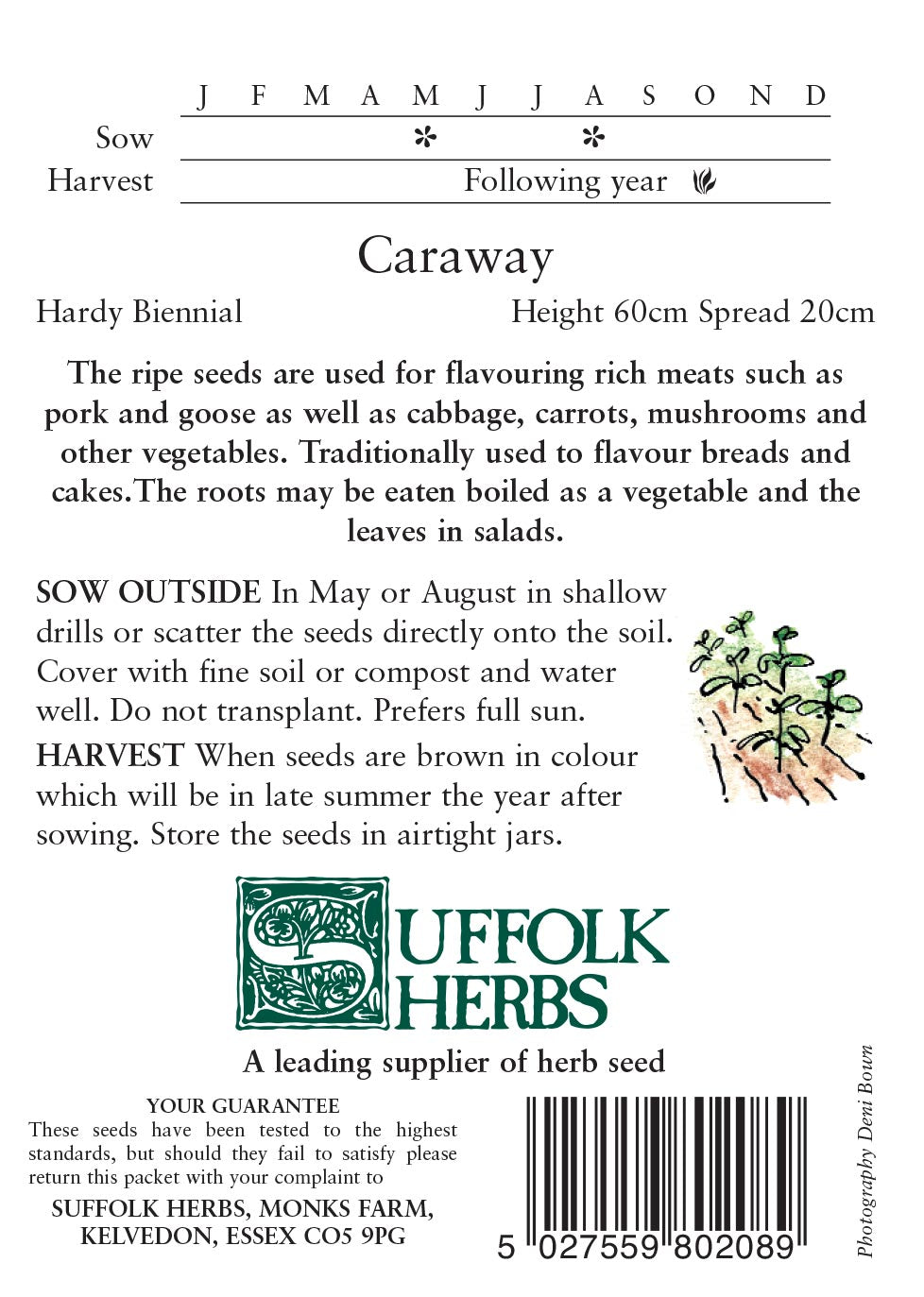 Caraway - Mill Race Garden Centre