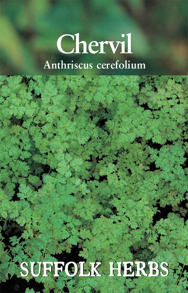 Chervil - Mill Race Garden Centre