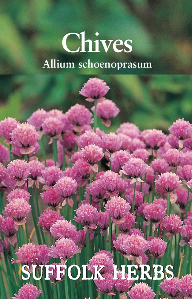Chives - Mill Race Garden Centre