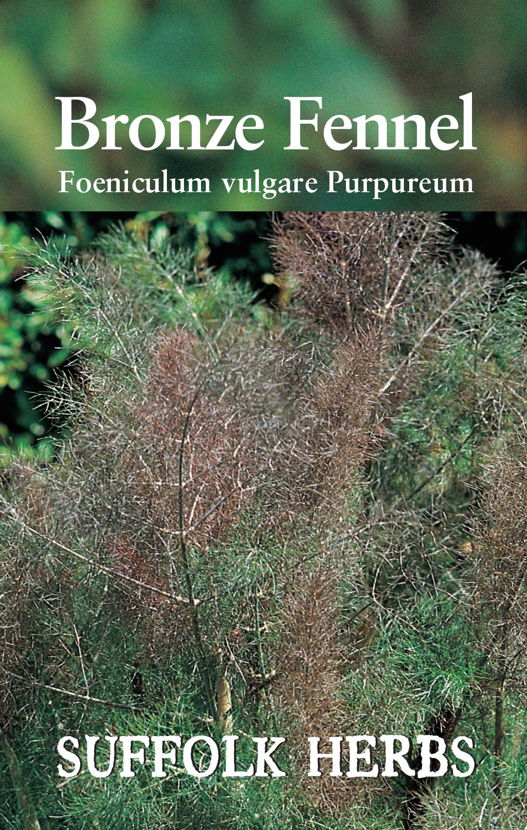 Fennel Bronze - Mill Race Garden Centre