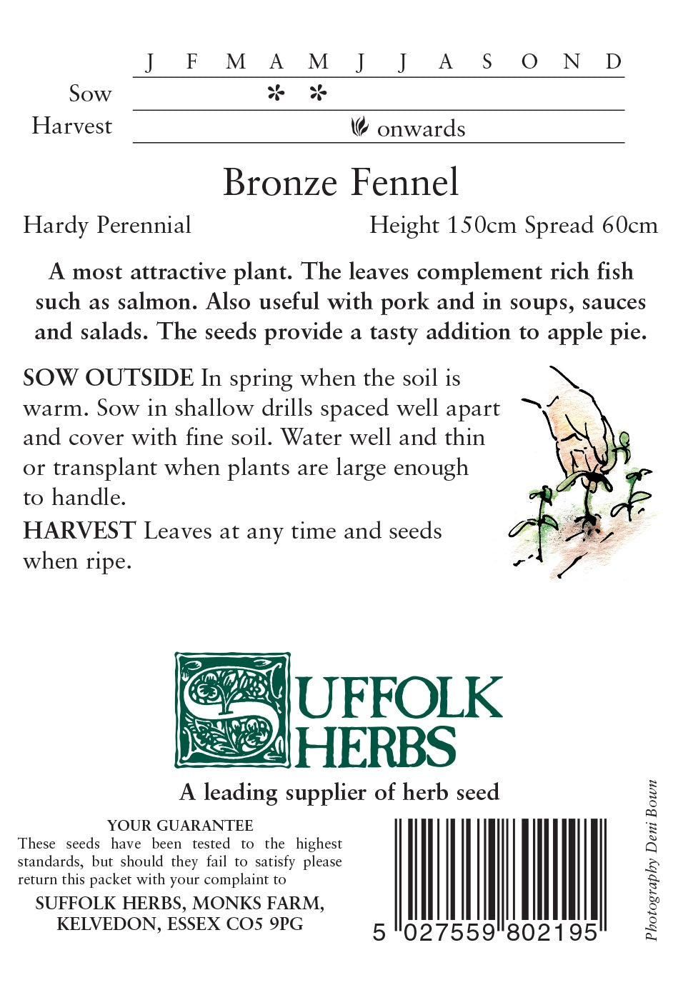 Fennel Bronze - Mill Race Garden Centre