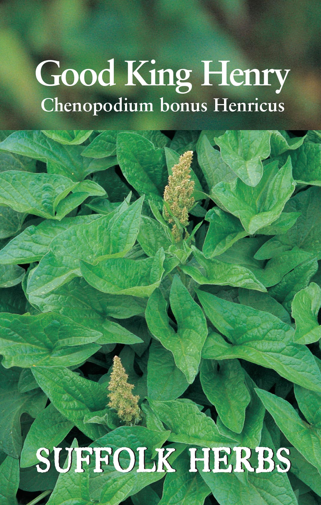 Good King Henry - Mill Race Garden Centre