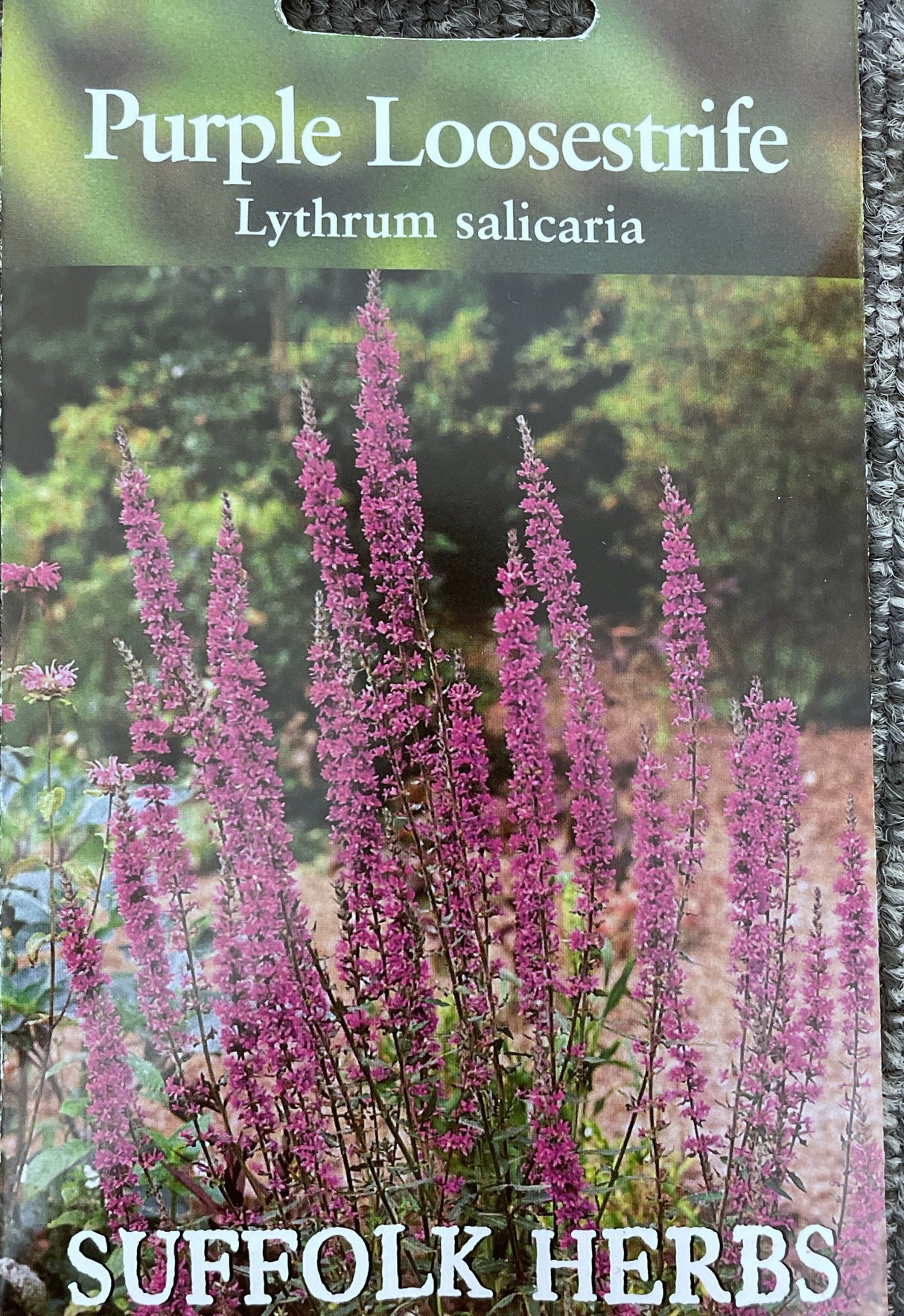 Purple Loosestrife - Mill Race Garden Centre